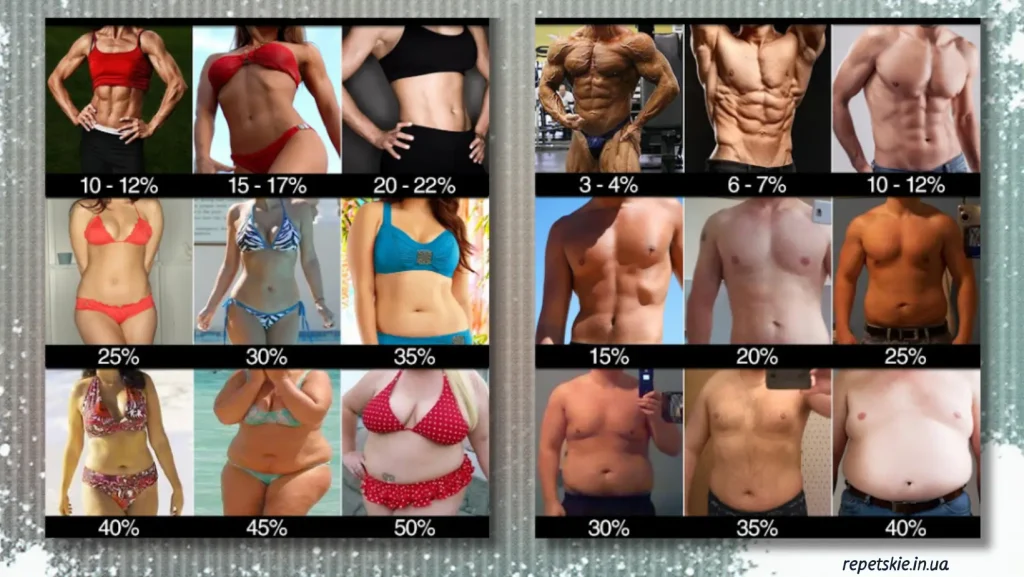 Процент жиру та здоров’я: чому “сухе тіло” не завжди означає здорове
